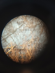 Chrysemys picta picta