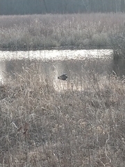 Chrysemys picta picta