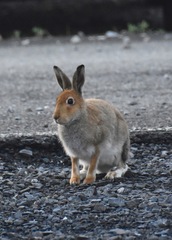 Lepus timidus hibernicus