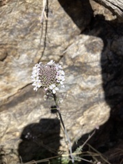 Dryopetalon runcinatum