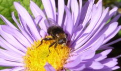Merodon equestris