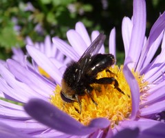 Merodon equestris