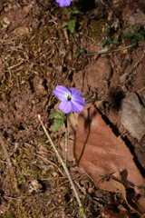 Browallia americana