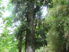 Archidasyphyllum diacanthoides