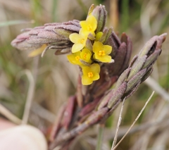Thymelaea ruizii