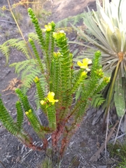 Hypericum mexicanum
