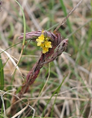 Thymelaea ruizii