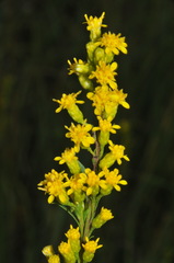 Solidago austrina