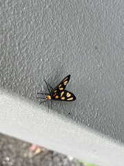 Amata trigonophora