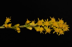 Solidago austrina