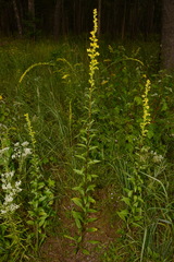 Solidago austrina