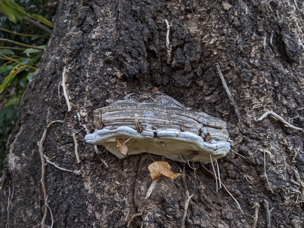 Ganoderma applanatum · March 2022 · photo: © timur_kalininsky (iNaturalist, cc-by)