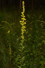 Solidago austrina