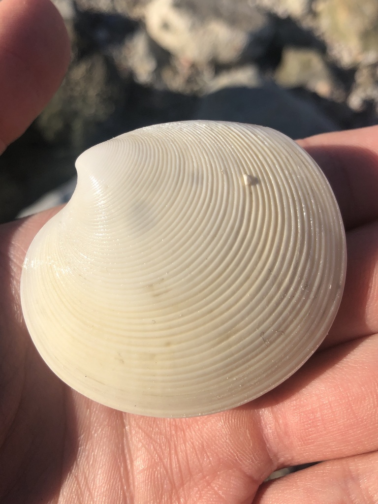 elegant dosinia