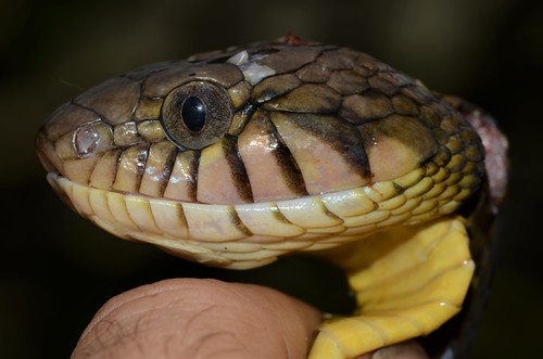 Blandings Tree Snake