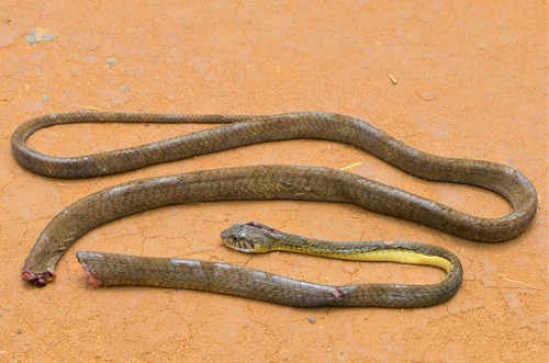 Blandings Tree Snake
