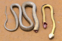 Toxicodryas blandingii