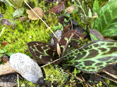 Erythronium citrinum