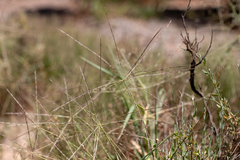 Enteropogon acicularis