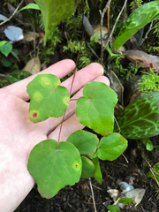 Vancouveria chrysantha