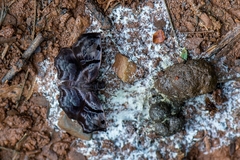 Helias phalaenoides