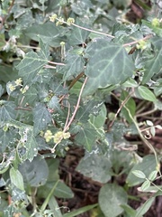 Laportea peduncularis latidens