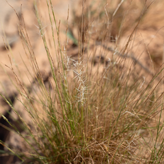 Aristida nitidula