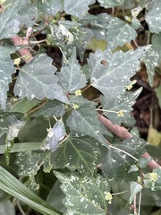 Laportea peduncularis latidens