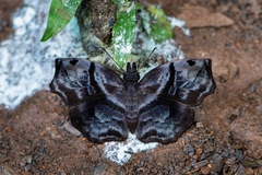 Helias phalaenoides