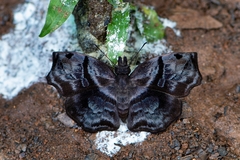 Helias phalaenoides