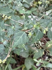 Laportea peduncularis latidens