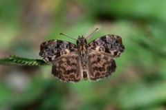 Gorgythion begga begga