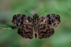 Gorgythion begga begga