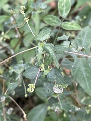 Laportea peduncularis latidens