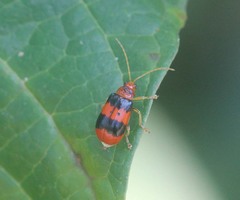 Aulacophora bicolor