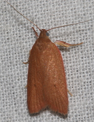 Enoplidia simplex
