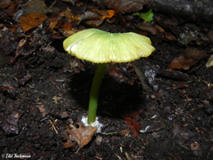 Entoloma necopinatum