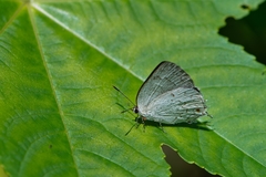 Ostrinotes sophocles