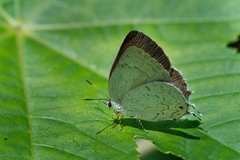 Ostrinotes sophocles