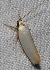 Eochrois callianassa