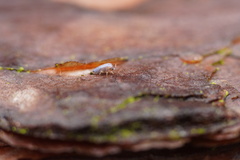 Lepidocyrtus cyaneus