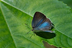 Ostrinotes sophocles