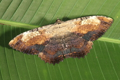 Feigeria claricostata