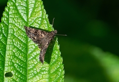 Gorgythion begga begga