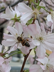 Apis mellifera
