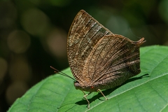 Fountainea ryphea