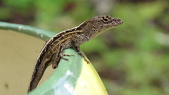 Anolis sagrei
