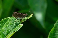 Gorgythion begga begga