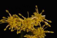 Solidago austrina