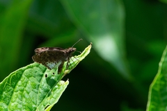 Gorgythion begga begga